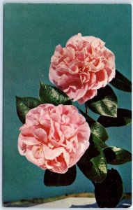 Postcard - A Camellia For You