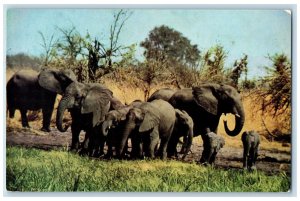 c1950's Herd of Elephant Wankie Game Reserve Zimbabwe Vintage Posted Postcard