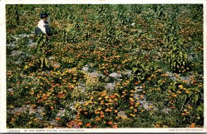 Altadena CA lost in a poppy field vtg postcard