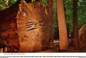 California Calaveras Big Trees State Park Giant Felled Tree 100 Years Old