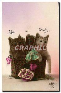 Old Postcard Cat Cats Kitten