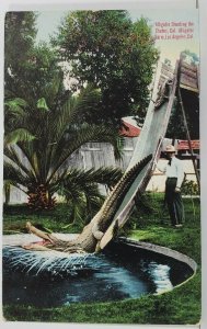 Alligator Slide c1915 Alligator Farm California Postcard N4