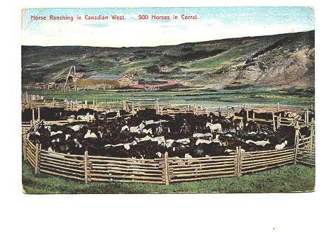 900 Horses in a Corral,  Ranching, Canadian West,  MacFarlane,