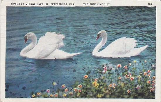 Florida Saint Petersburg Swans At Mirror Lake The Sunshine City 1936