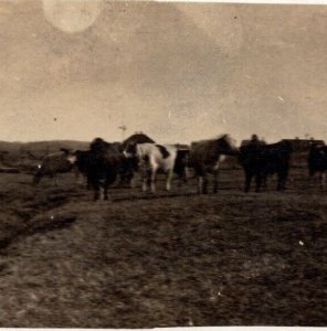 Lot of 3 RPPC Farm Scene Landscapes Barns Cows Fields UNP Postcards Q12