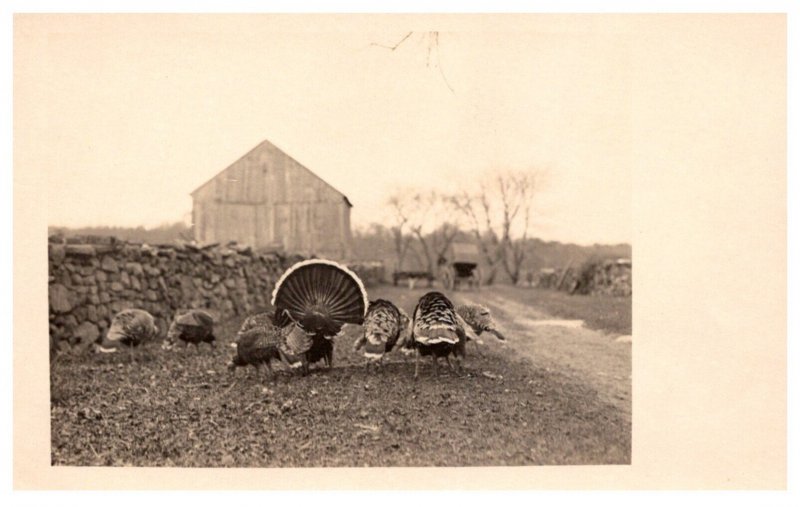 Rafter of Wild Turkeys feeding