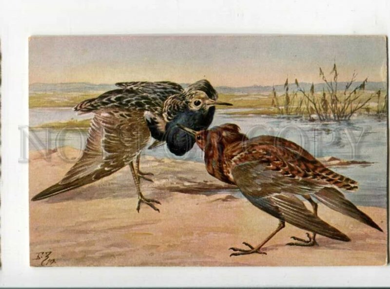 3117132 Ruff Totanus pugnax by BZ ZVORIKIN vintage Russian PC