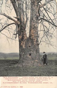 Old Sycamore - Parkersburg, West Virginia WV  