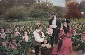 Young Children In Tobacco Field