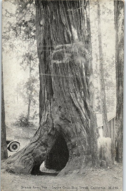 C.1910-20 Grand Army Tree, Santa Cruz Big Tree, California Postcard P127