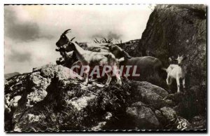 Old Postcard The Alps Picturesque Goat Herd Of Goats