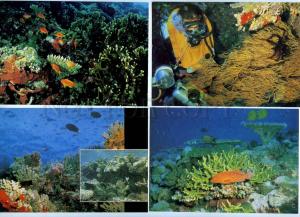 200412 DIVER world of coral reefs FISHES set of 18 old cards