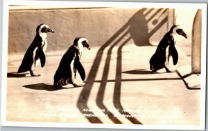 RPPC Penguins at Marine Studios Marineland St. Augustine FL Vintage Postcard K27