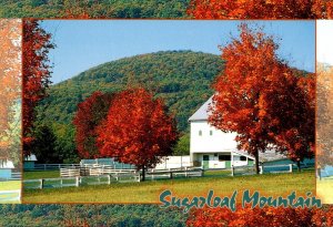 Maryland Frederick Sugarloaf Mountain With Blazing Autumn Colors