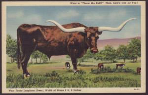 West Texas Longhorn Steer Postcard