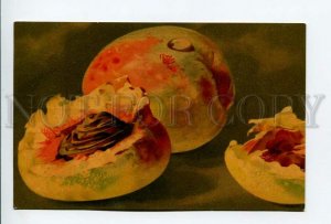 3177412 Ripe PEACHES by KLEIN Vintage Colorful PC