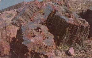 Arizona Petrified Forest In Northeastern Arizona Has The Largest