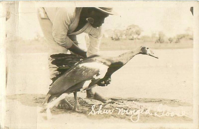 Spur Winged Goose and African Man in Africa RPPC Postcard 1907-1929