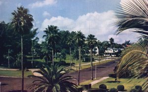St. Petersburg Florida, Palm Lined Streets & Homes Waterfront Park Old Postcard