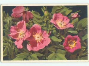 Very Old Foreign Postcard BEAUTIFUL FLOWERS SCENE AA4396