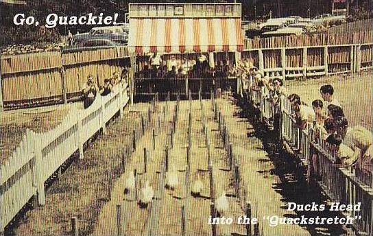 Ohio Dayton County Fair Duck Races