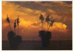 Sunset Reflections - Yucca - Chrome Postcard