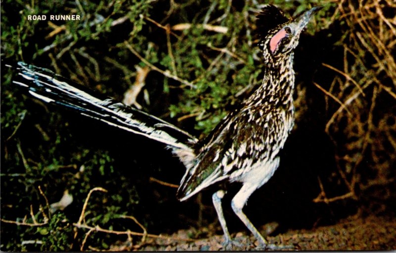 New Mexico State Bird The Road Runner