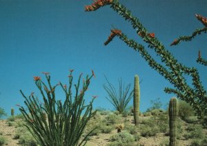 Vintage Postcard Ocotillo Red Flowers & Giant Saguaro Near Carefree Arizona AZ