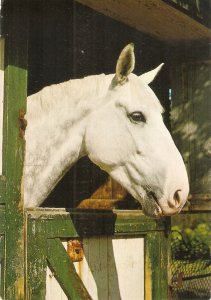 Horse in the Stable Nice modern Dutch photo postcard