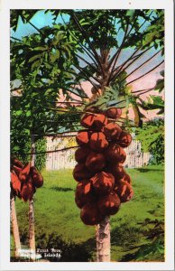 Hawaii Papaya Fruit Tree Hawaiian Islands Vintage Postcard C177