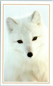 M-12921 An Arctic Fox on Kolguyev Island Russia