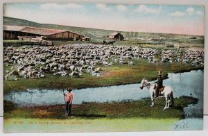 On A Sheep Ranch in Lambing Times 1908 Gresham Oregon Postcard D5