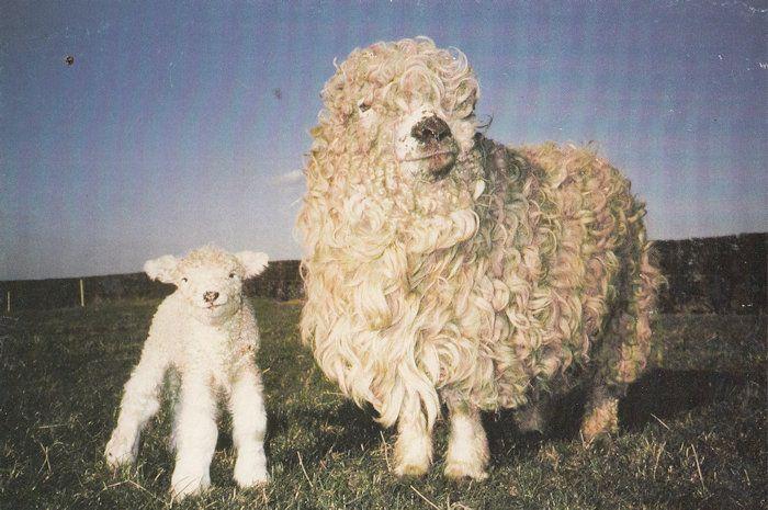 Greyface Dartmoor Ewe Lamb at Druffield Farm Yorkshire Postcard