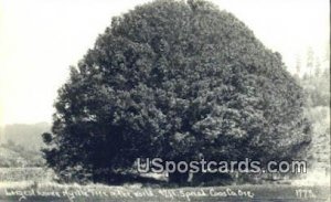 Real Photo Largest Myrtle Tree - Coos County, Oregon OR  