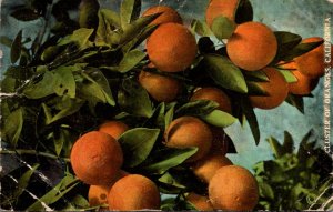 California Cluster of Oranges 1923 Curteich