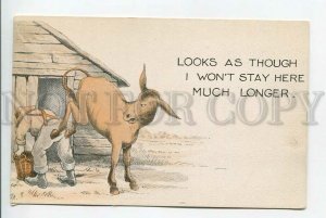 3184692 COMIC Angry DONKEY Vintage USA color PC