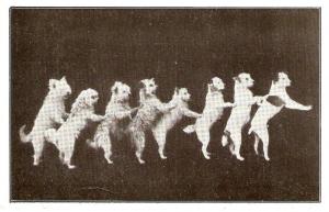 \Eight dogs in a row\ Curiousantique Postcard