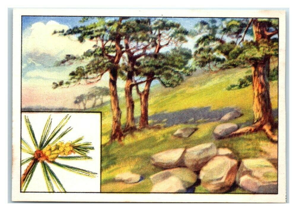 Kiefer Pine Tree, German Tree Species, Echte Wagner German Trade Card