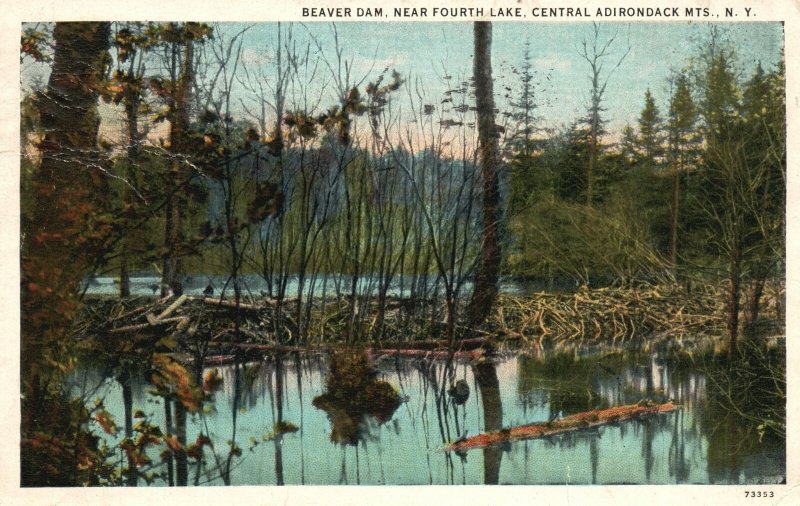 Vintage Postcard 1936 Beaver Dam Forest Lake Central Adirondacks Mts. New York