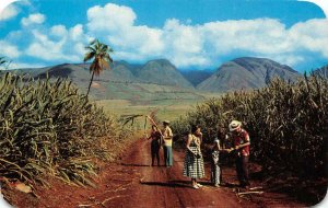 Sugar Fields, West Maui Mountains, Hawaii 1959 Vintage Postcard