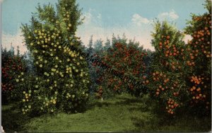 Walker Grove Indian River Farms Co. Davenport Iowa Postcard PC254