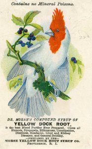 DR MORSE'S COMPOUND SYRUP YELLOW DOCK ROOT*QUACKERY*RED CRESTED BIRD*TRADE CARD