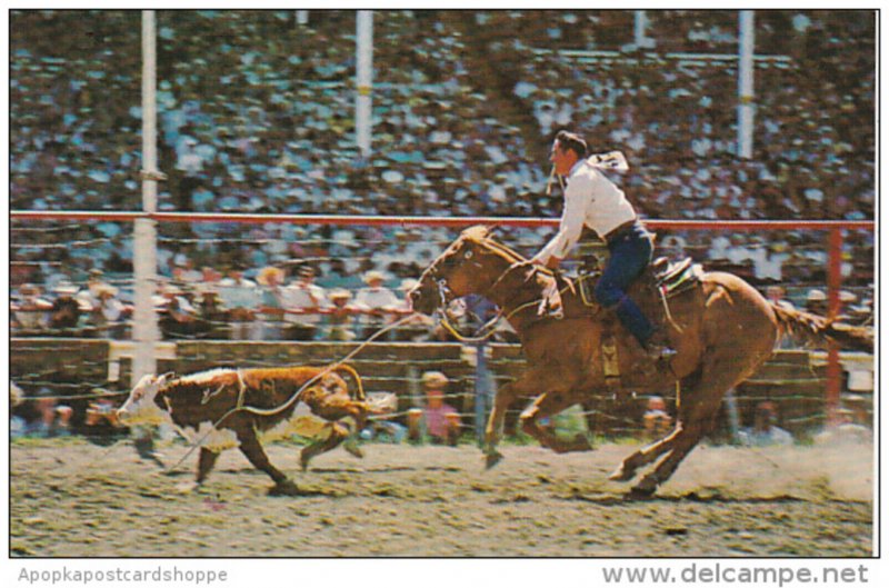 Canada Calf Roping Calgary Stampede Calgary Alberta