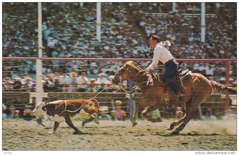 Calf Roping , Stampede Rodeo , CALGARY , Alberta , Canada , 40-60s