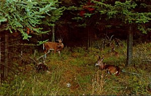 Canada Ontario Red Deer In Algonquin Provincial Park