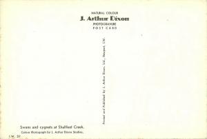 (e59) Wight Shalfleet Creek Swans and Cygnets Dixon Postcard