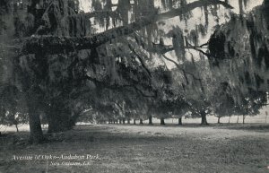 Vintage Postcard Avenue Of Oaks Audubon Public Park Tree New Orleans Louisiana