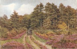 \Pine trees & heather in Brockenhurst PC by A.R.QuintoN 2873