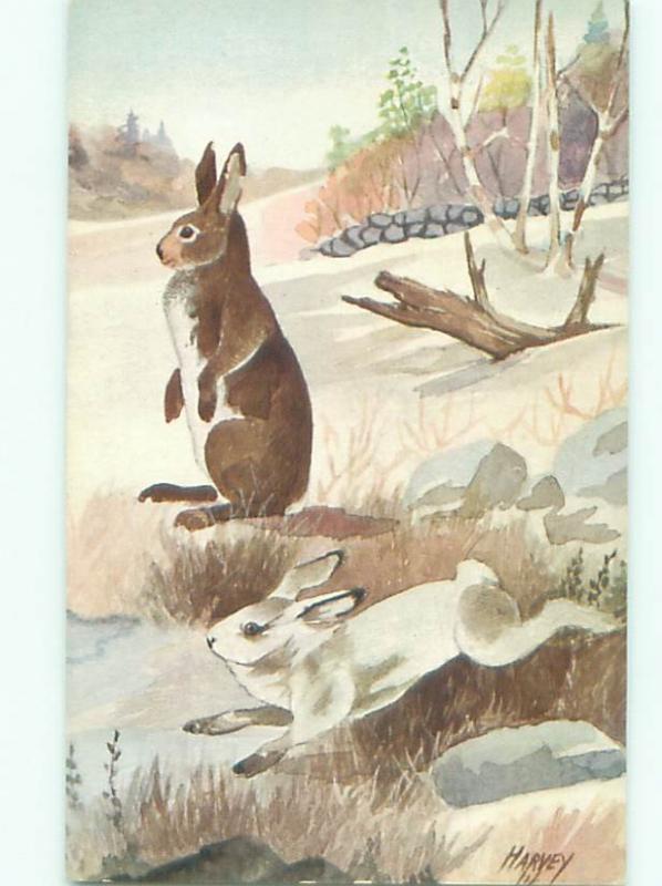 Pre-1980 signed WHITE HARE BUNNY RABBIT RUNNING AC5931