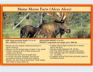 Postcard Maine Moose Facts Maine USA